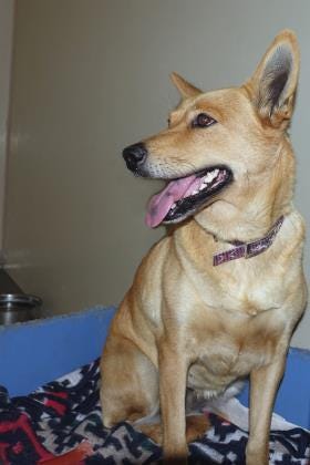 Sadie is a very quiet 6-year-old Red Heeler mix.