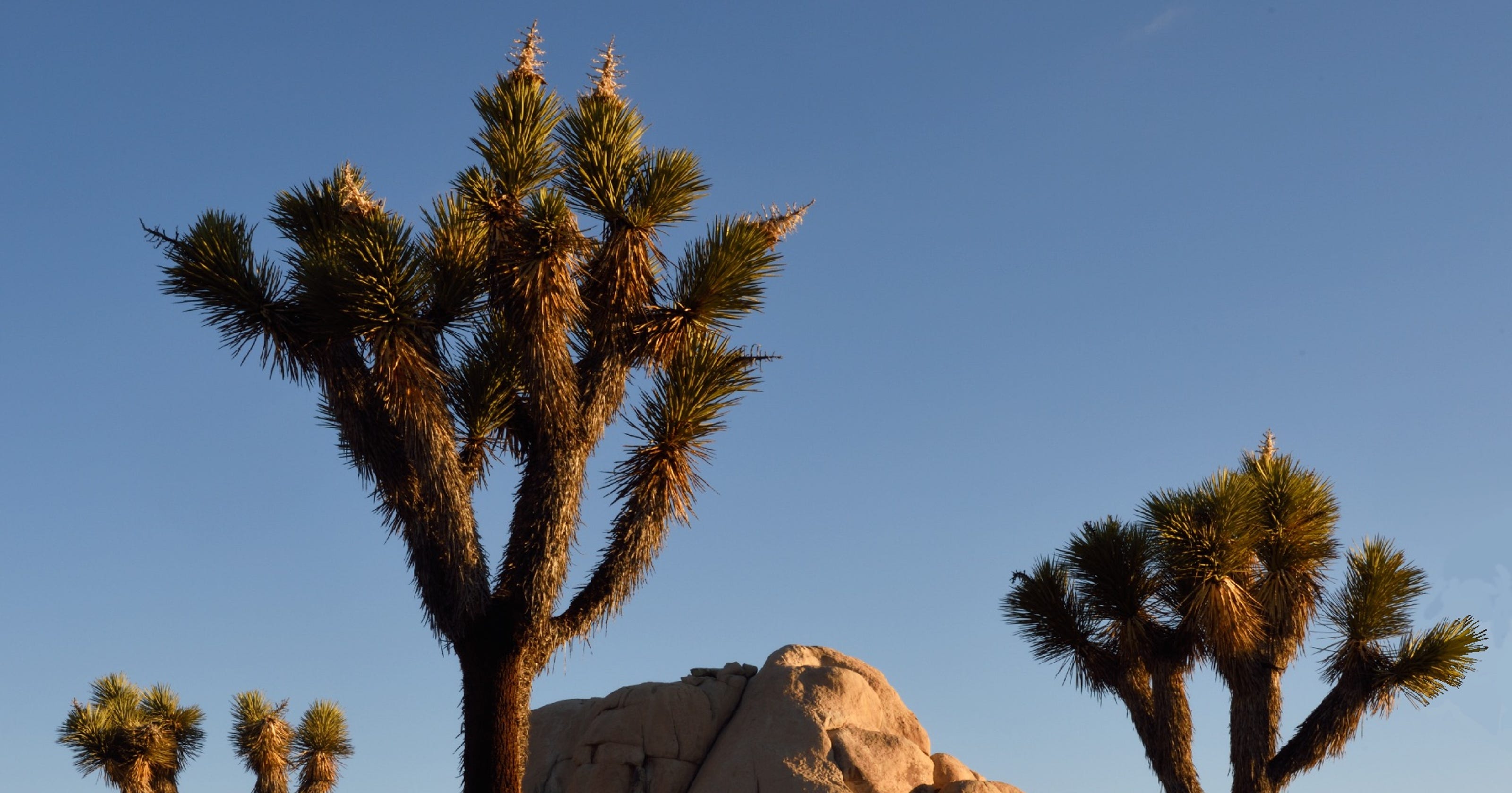 Conservationists seek to protect California Joshua trees from climate change - Desert Sun