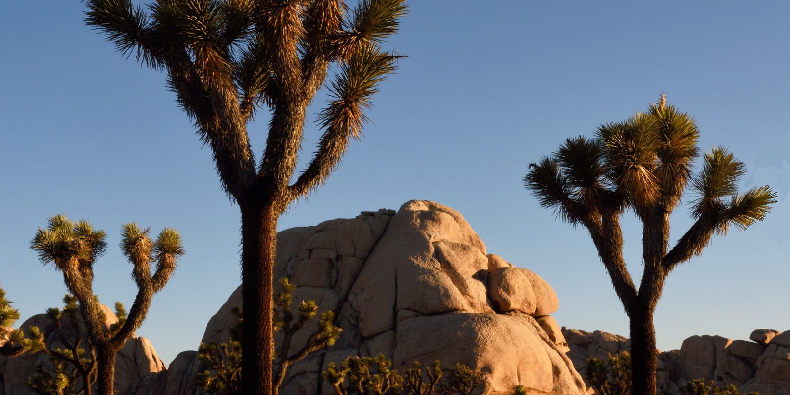 That viral photo of a cutdown Joshua tree? It was preshutdown