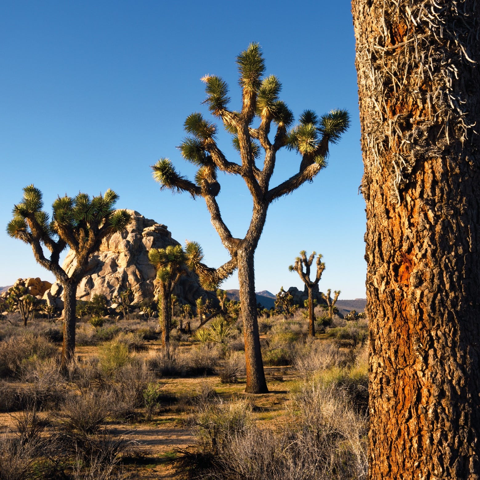 Joshua Tree Swarmed By Visitors As Coronavirus Closes Park To Campers And Cars