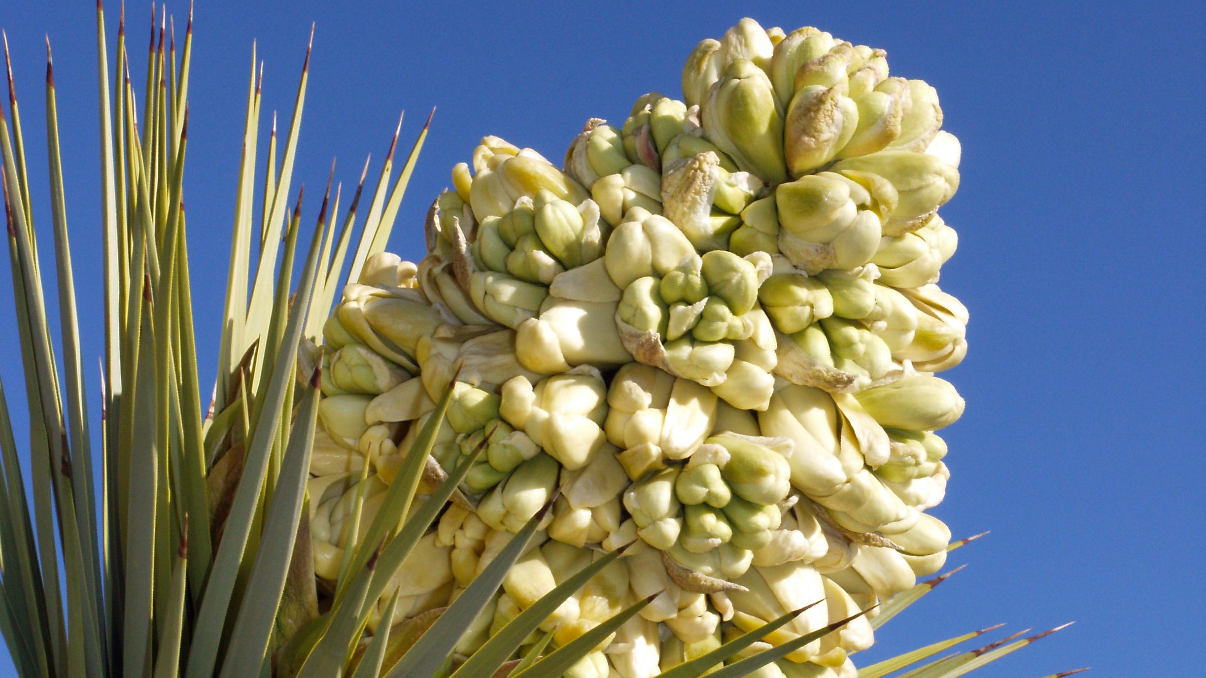 Joshua Trees Are Blooming Early In The Desert It S Not A Good Thing