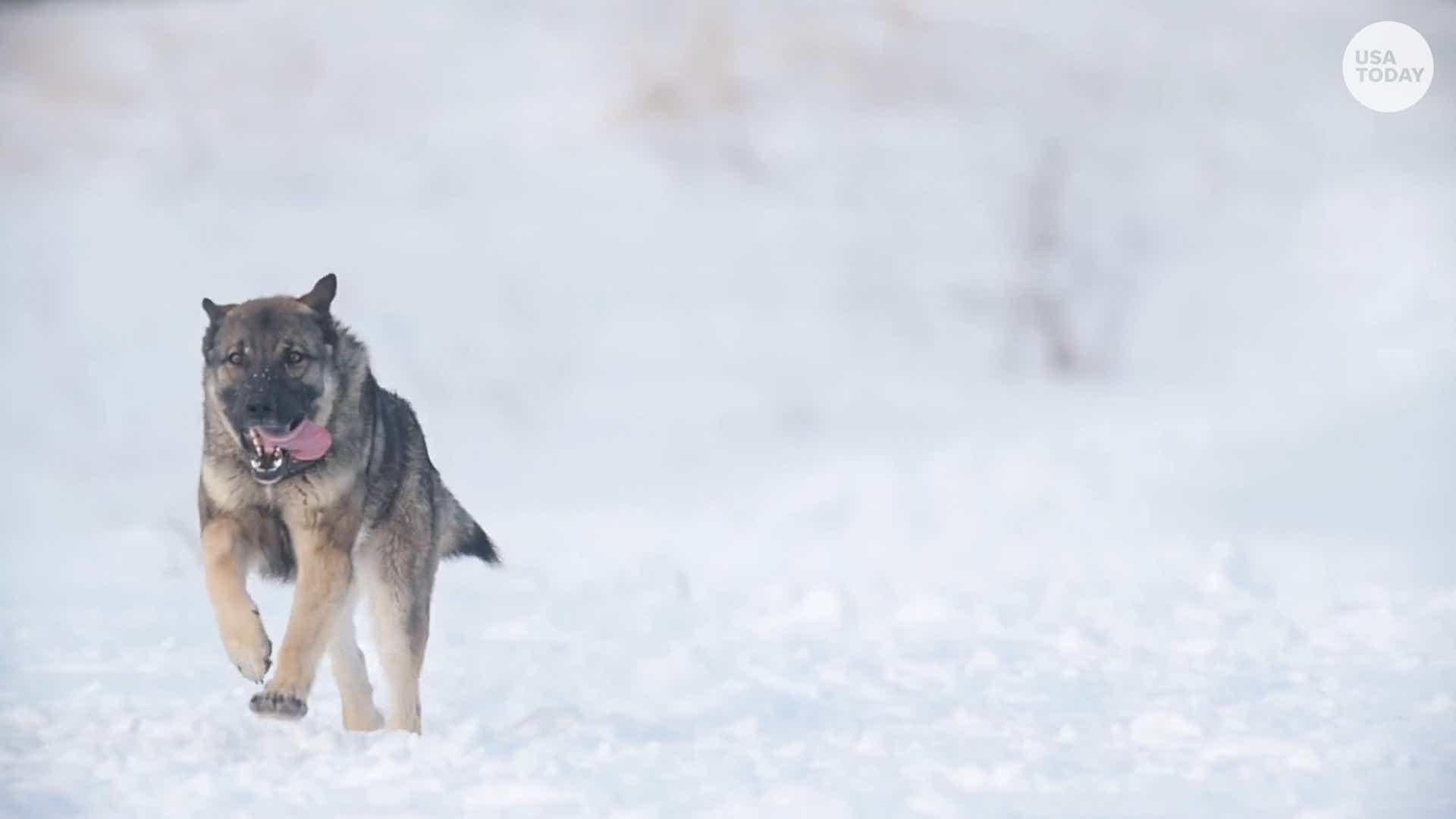 Wisconsin Weather Pets Need Protection In Extreme Cold