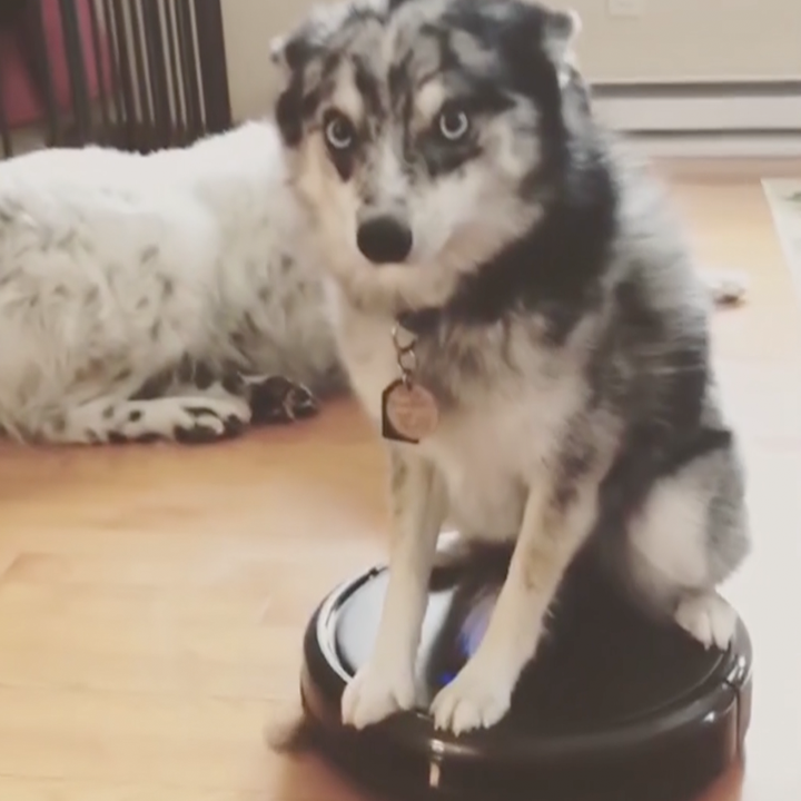 dog robot vacuum