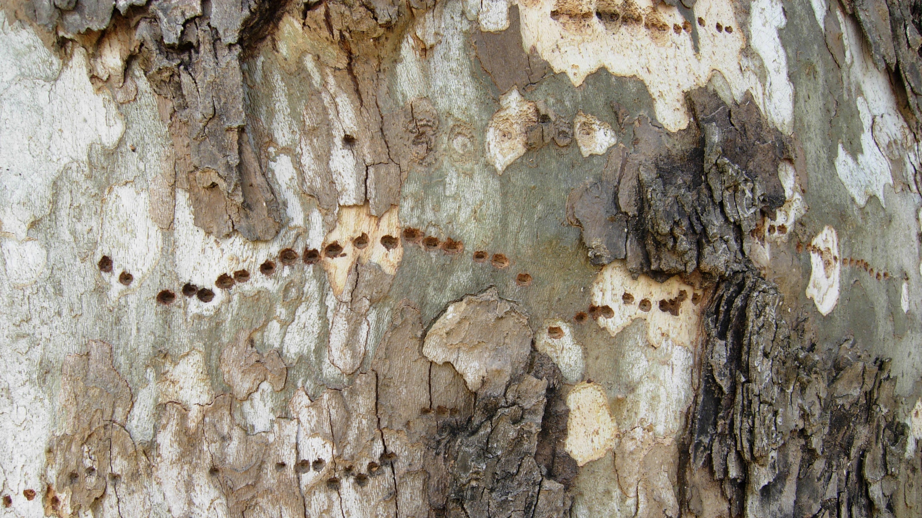Fascinating Bark Marks The Sycamore Tree Fascinating Bark Marks The Sycamore Tree