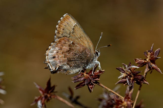 The Frosted Elfin is a butterfly that has been declining in most of its range but has a good population in the Apalachicola National Forest.