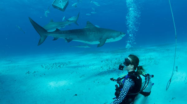 Swimming with tiger sharks in the Bahamas.
