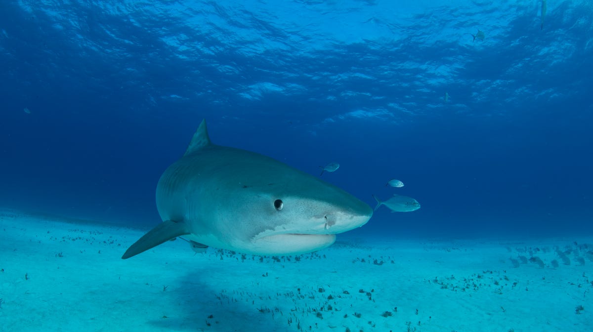 Swimming with tiger sharks in the Bahamas.