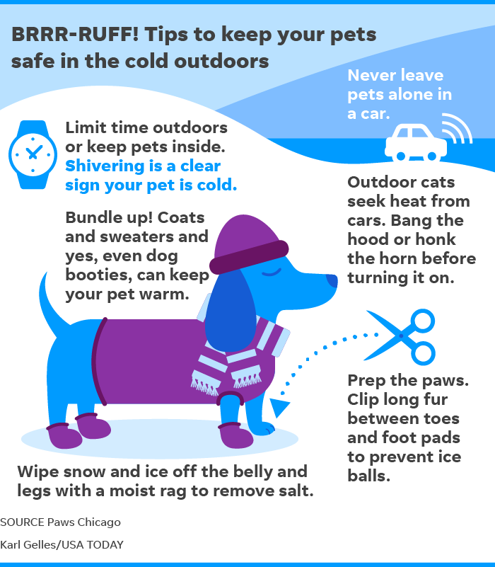 how do i protect my dogs paws in extreme cold