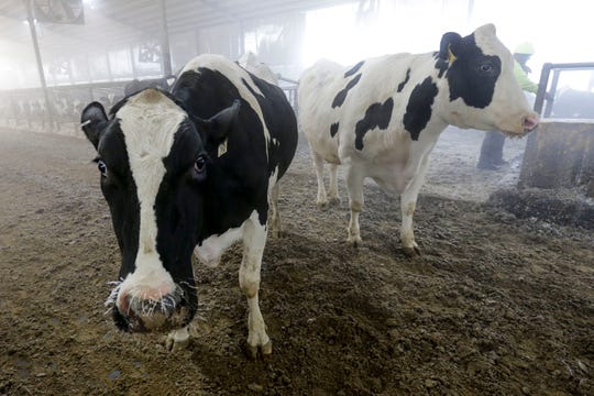 Cows at Hornstead Dairy have frost on their whiskers as outside temps reached 20 below zero, Jan. 30, 2019, in Brillion, Wisc. 