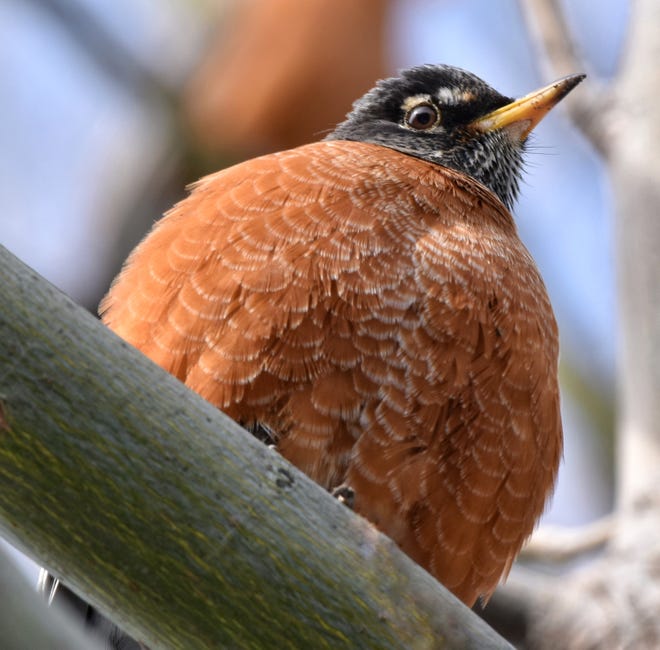 This American robin is puffing out its feathers to keep insulated on a below-freezing day.