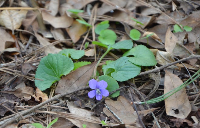 Blue Violets are changing the appearance of Leon County’s forest floor. This delicate perennial will continue its blooming until the weather warms.