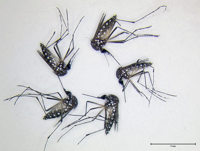 Aedes aegypti mosquitoes after an experiment. The lack of red in their guts indicates compounds repelled the mosquitoes, which chose not to feed.