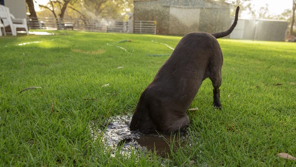 A dog puts his head in the water in 116.6 degree...