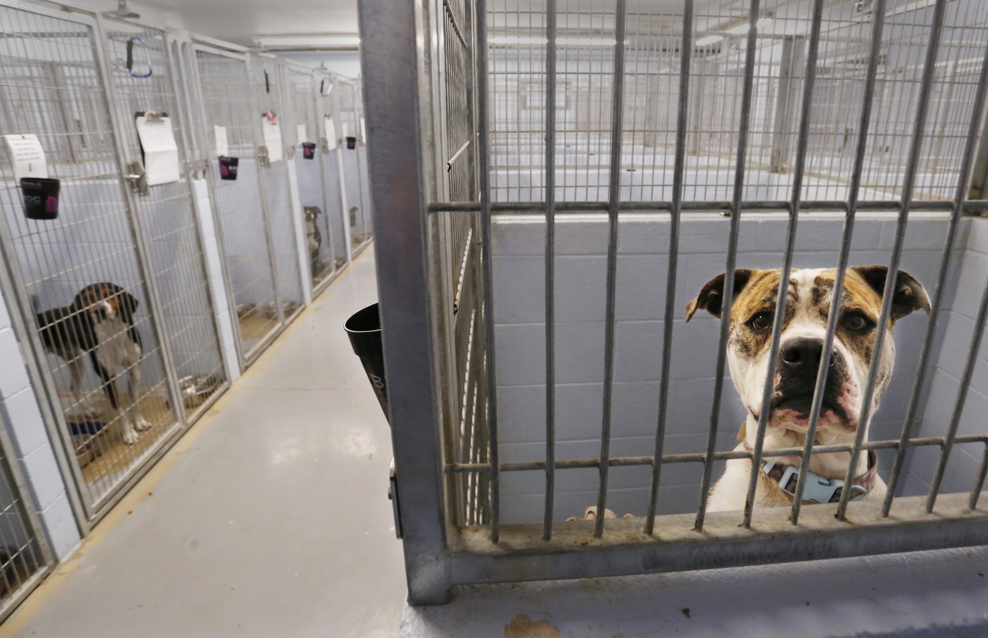 are-dog-kennels-cruel