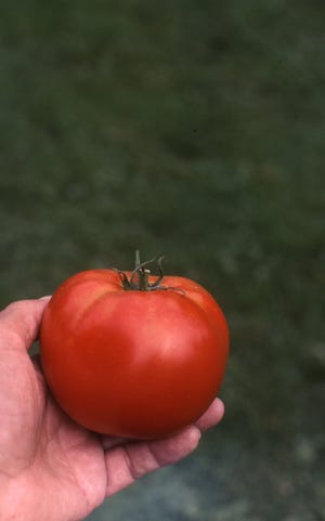 Want to grow an extra-early red tomato? Bob Thomson, former host of the Victory Garden program on PBS, gave advice on how to do so.
