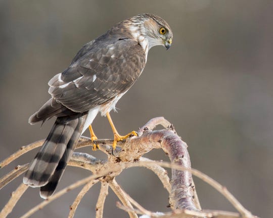 This sharp-shinned hawk picture, which won third place in the 2018 Great Backyard Bird Count photo contest, was taken after the hawk's unsuccessful attempt to grab a sparrow from under feeders in Andover Township.