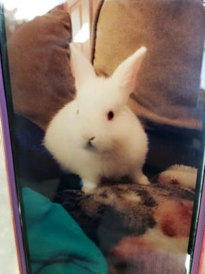 At about 10:30 a.m., Tulare County Sherrif Department deputies found a 4-month-old pet rabbit named Bunny dead after responding to reports of an argument at a Goshen-area home.