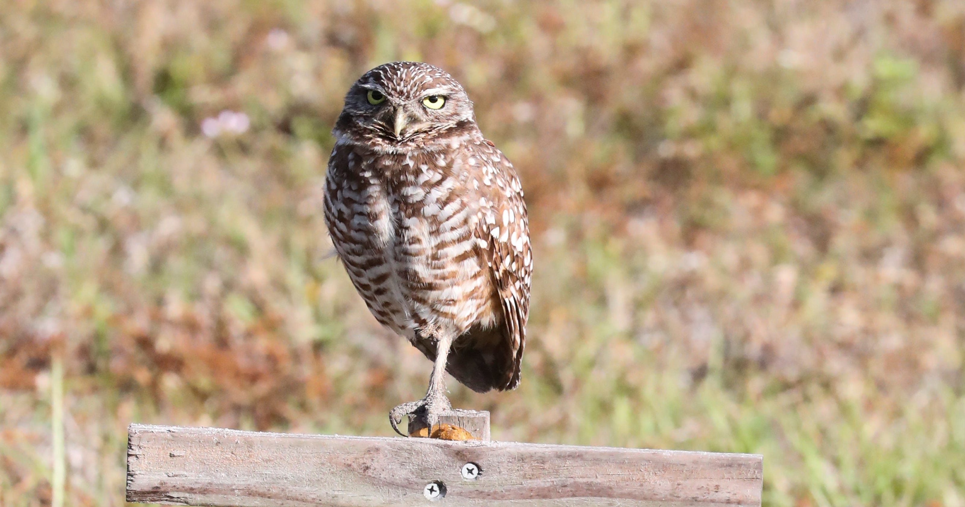 GroundOwl Day Cape Coral mascot predicts six more weeks of winter