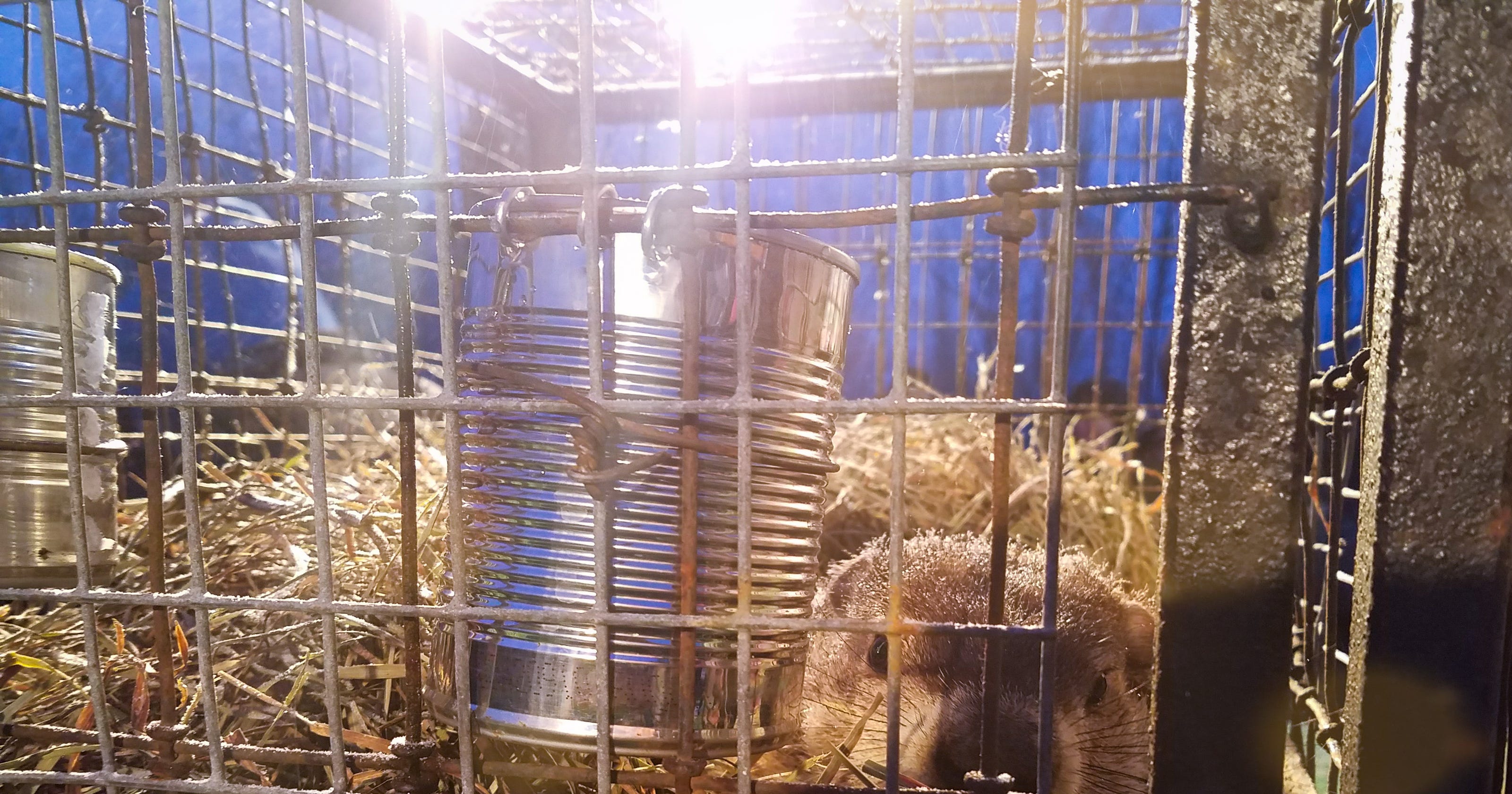 Buckeye Chuck picks early spring in 40th prognostication 
