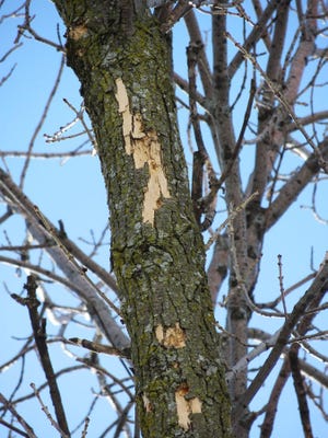 Light flecking on the top of an ash tree can be a sign of emerald ash borer infections.
