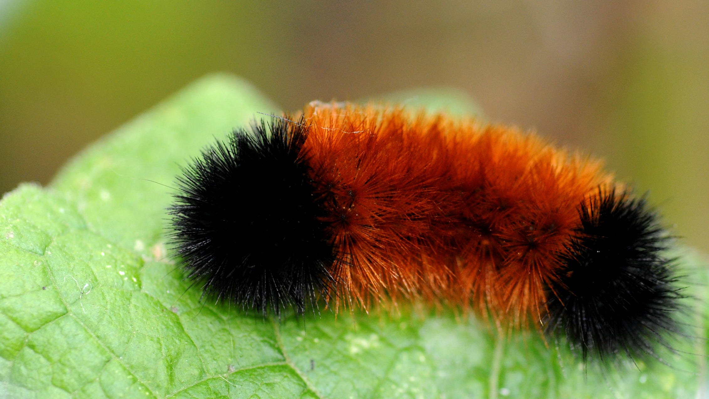 Wisconsin S First Snow Can Woolly Bear Caterpillar Predict Weather