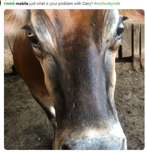 How did the judge find about the rotten milk 3 2720158e 7963 4ff8 89e1 dd615806b4ba WSF 0208 chunky milk cow