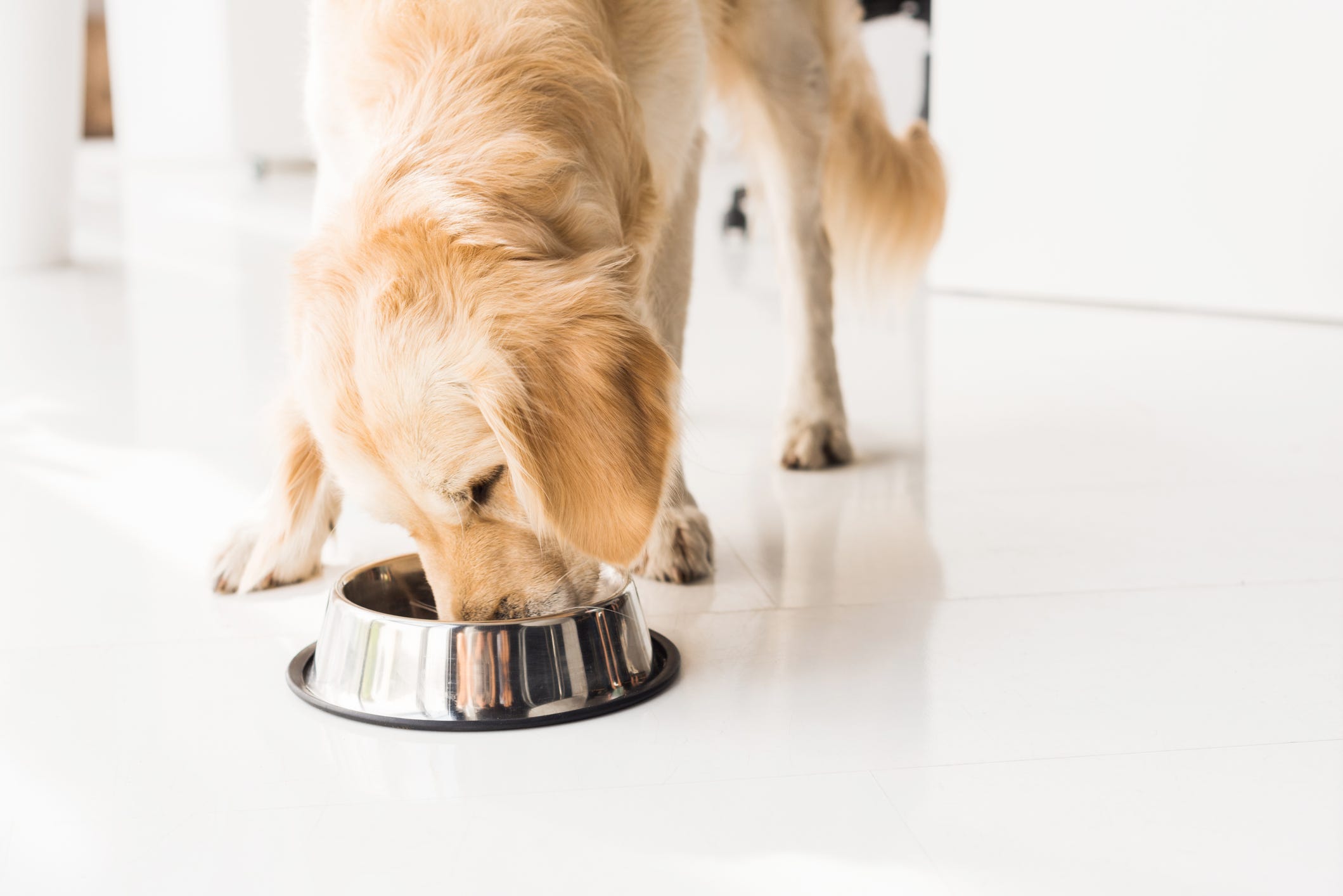 dog food with high vitamin d