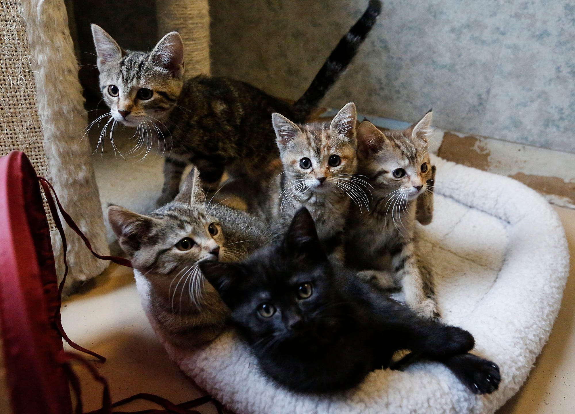 fond du lac humane society cats