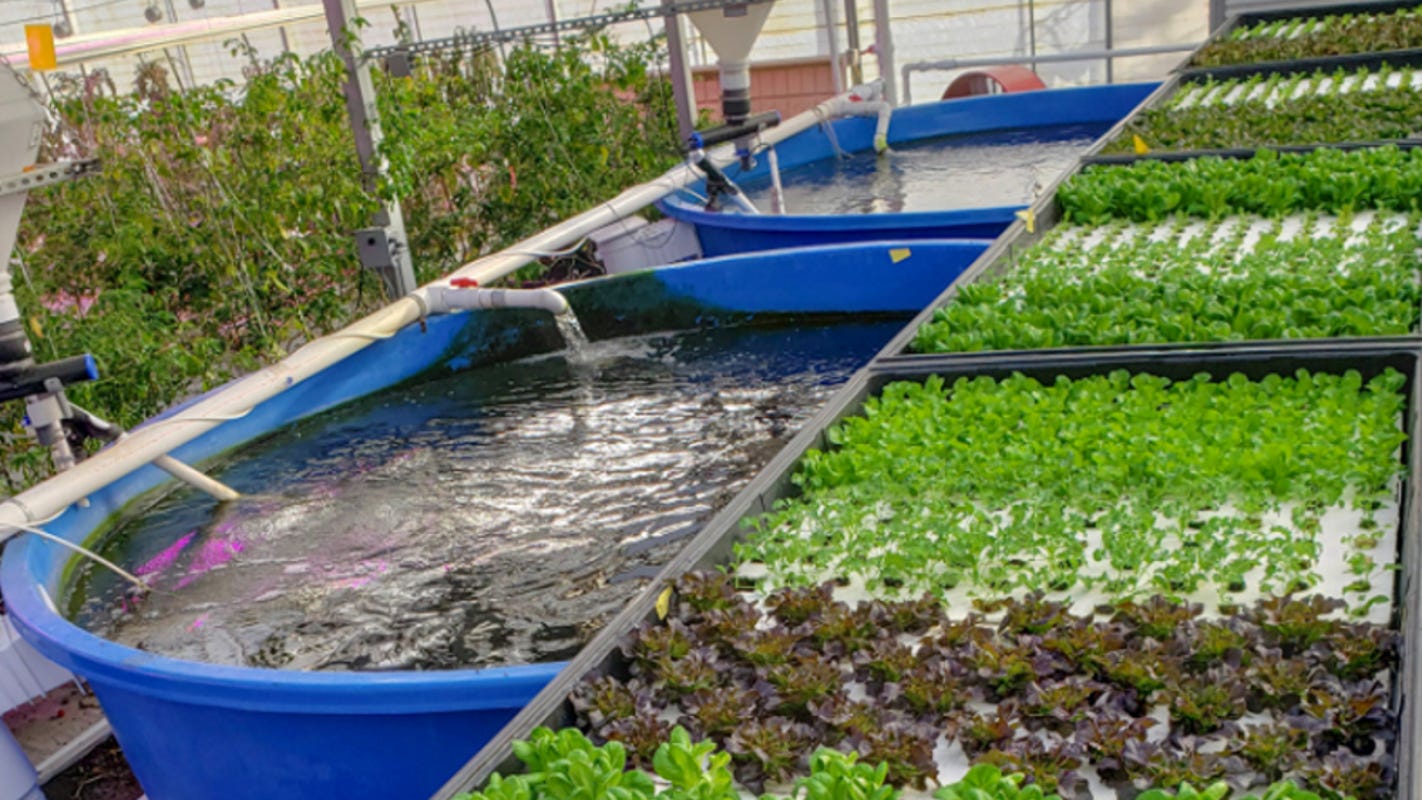Aquaponic farm usa Aquaponics Could Be The Food Of The Future