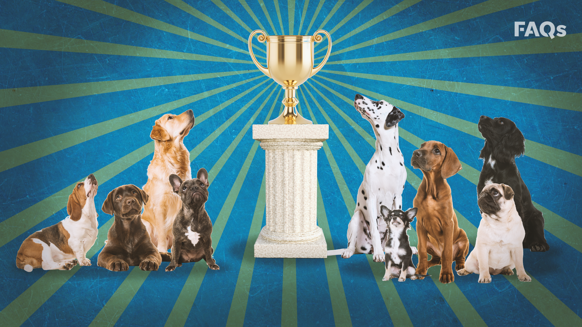 2019 Detroit Kennel Club Dog Shows in 