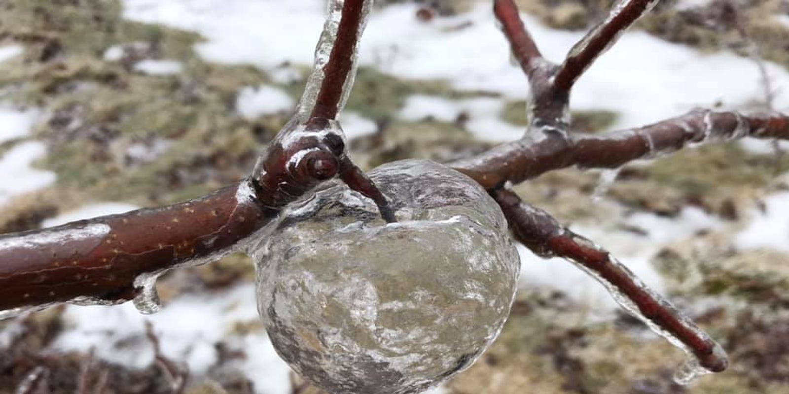 Ghost Apples Discovered On An Orchard In West Michigan
