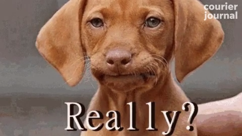 Dog Pursed Lips Meme