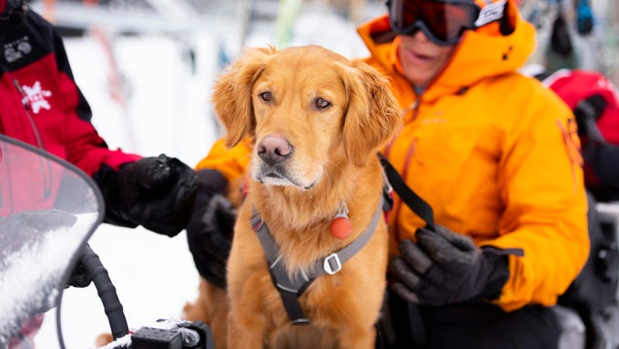 Avalanche rescue dog school in Utah prepares pups to save ...