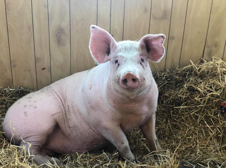 How one Iowa pig found a new life with the help of vegan activists