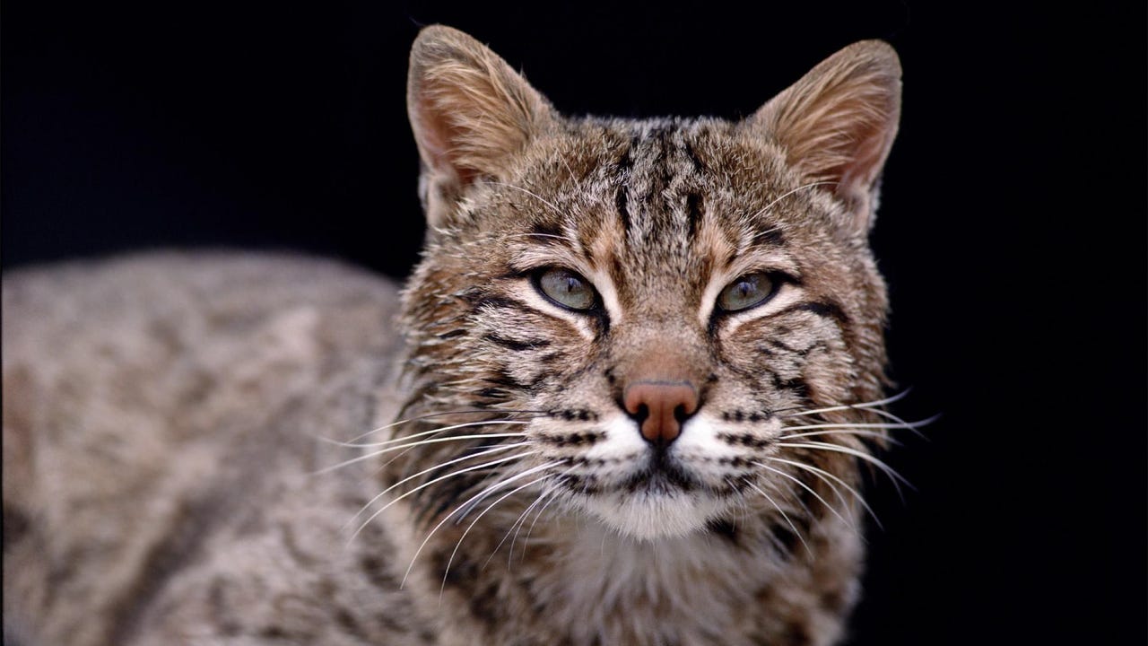 Bobcat killed house cat in Brown County, Indiana, not mountain lion Bobcat killed house cat in Brown County, Indiana, not mountain lion