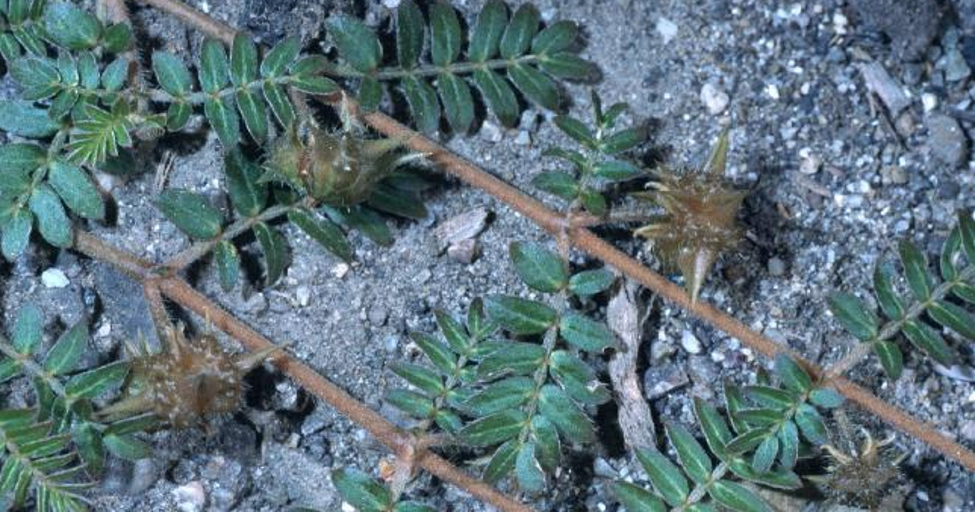 Can weed weevils take care of goatheads?