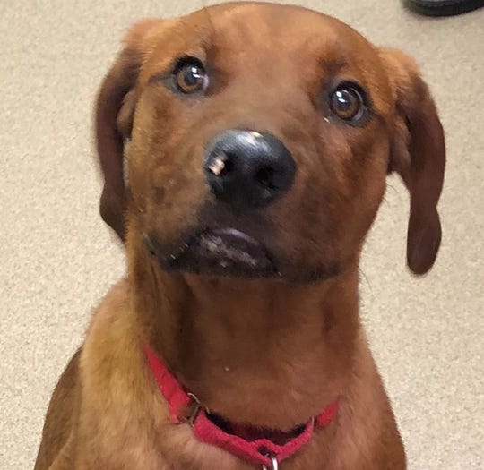 Oshkosh Northwestern Pet of the Week Copper the dog