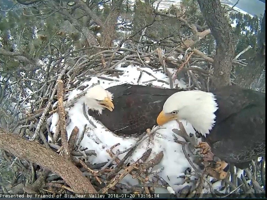 Bald eagle lays egg after mating on camera in Big Bear Lake, California