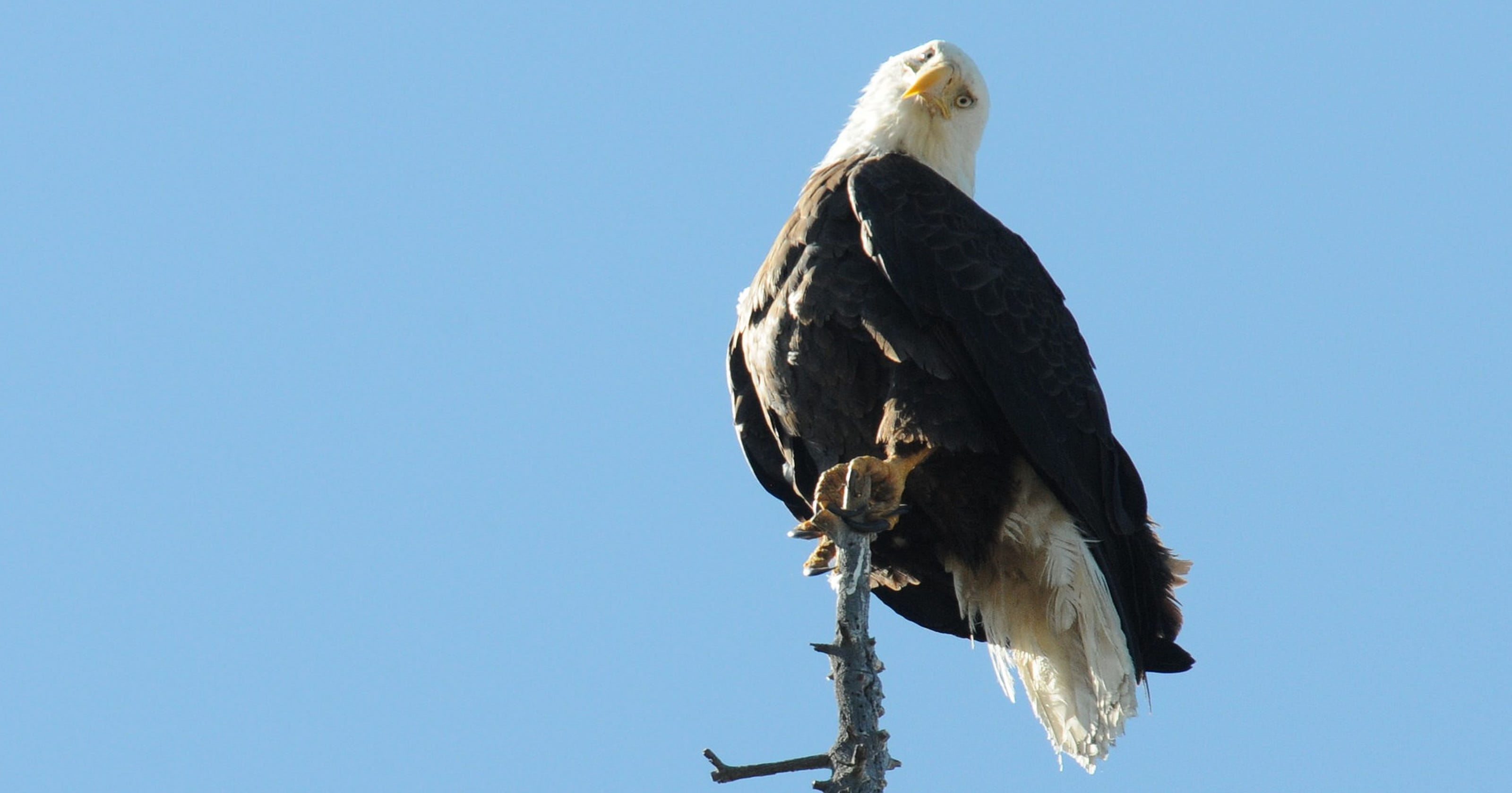 Bald eagles caught mating on camera in Big Bear Valley, California