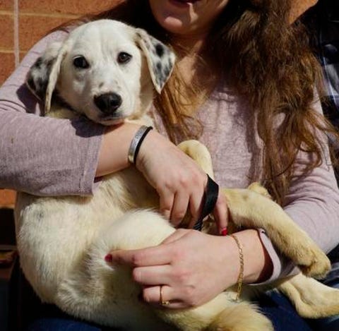 A newly adopted puppy named Owen is held by his ow