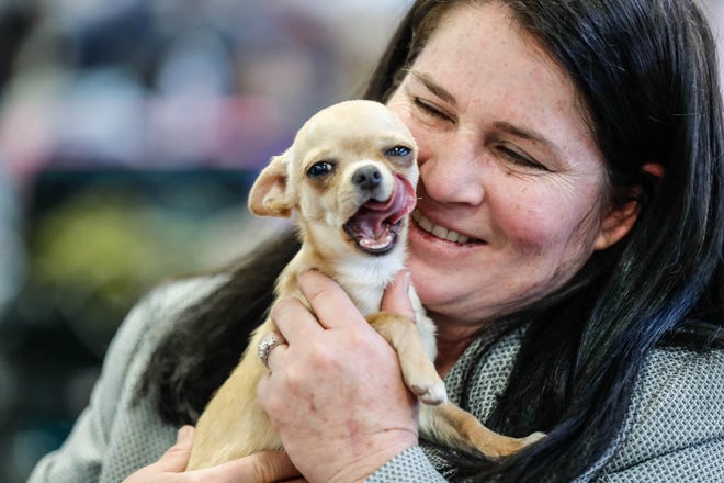 Eva, a Chihuahua puppy, is held by handler Debbie Coggin during the Indy Winter Classic All Breed Dog Show held at the Indiana State Fairgrounds on Sunday, Feb. 10, 2019.