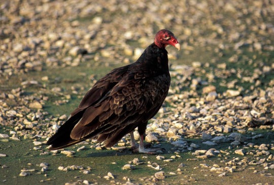 A turkey vulture on the ground near a road.