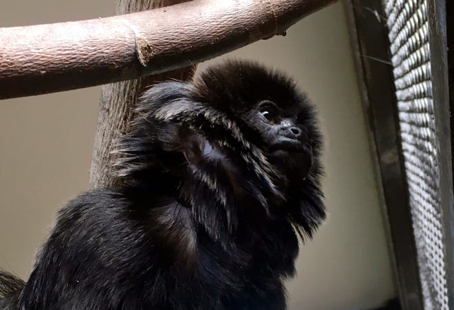 Kali, a 12-year-old rare Goeldi's monkey, sits on a branch at an enclosure at the zoo, in West Palm Beach, Fla.