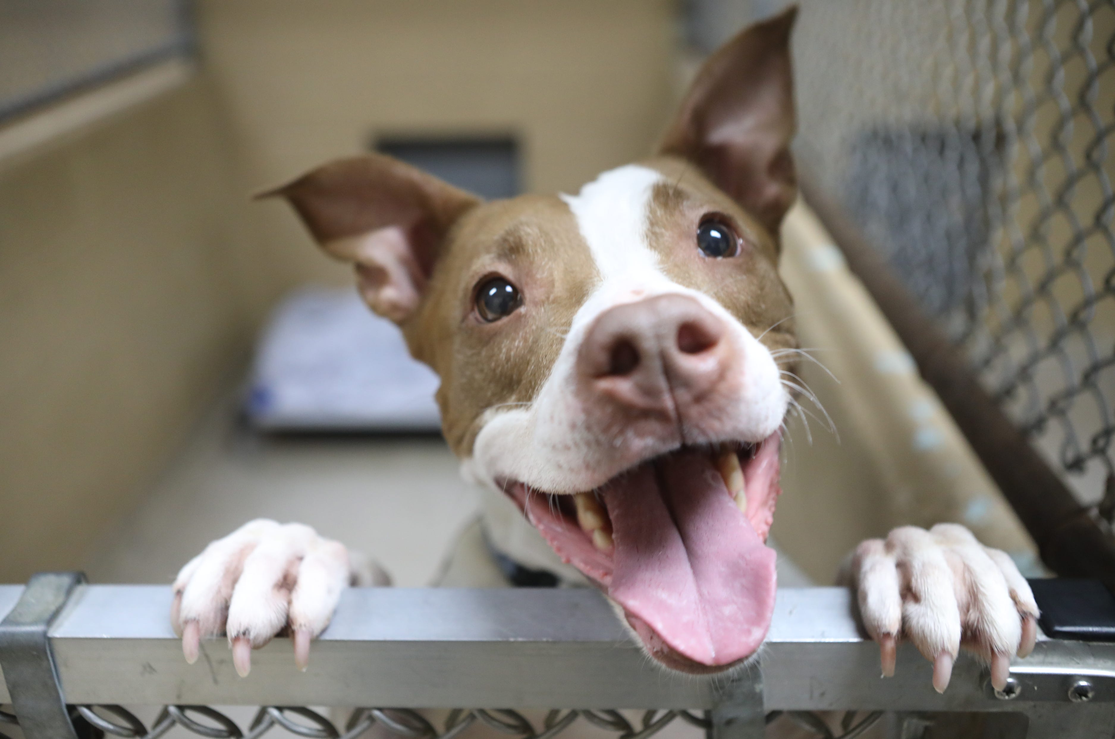 Bergen County Animal Shelter Begins Name Your Price For Adoptions