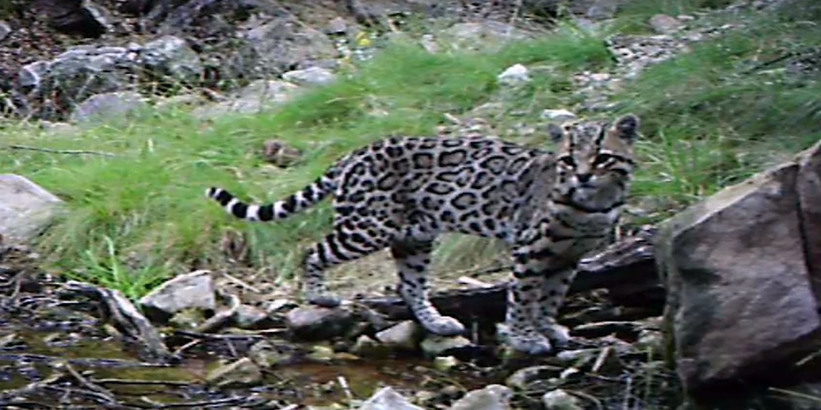 Arizona Trail Camera Spots A Rare Ocelot