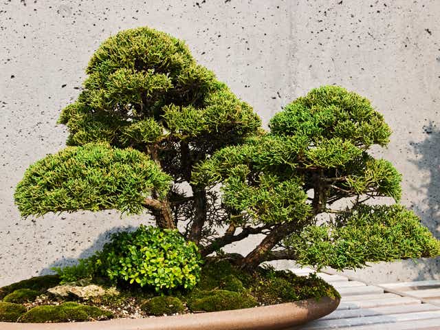 Bonsai Tree Stolen In Japan Owners Hope 400 Year Old Tree Is Watered