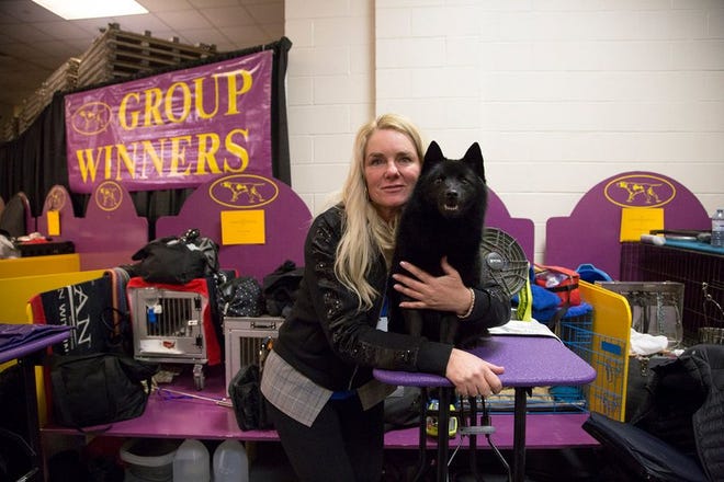 Colton, a schipperke, poses with his handler Christa Cook backstage at Madison Square Garden during the Westminster Kennel Club Dog Show in New York, Tuesday, Feb. 12, 2019. A day after winning the nonsporting group and a place in the final ring of seven, Colton was ruled ineligible for best in show.