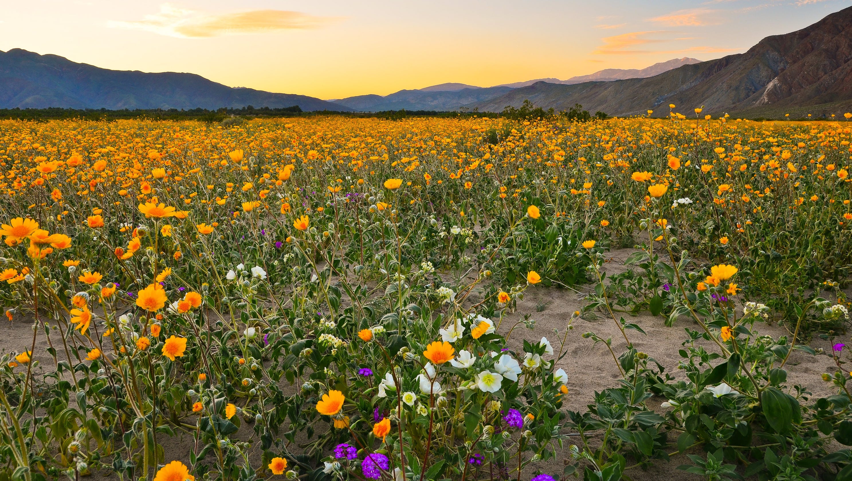 Super bloom in Borrego Springs is best place to see desert wildflowers