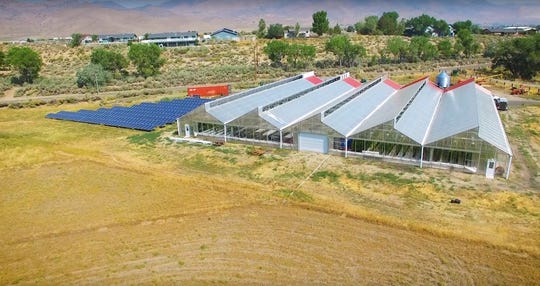 innovative nevada farm uses fish and tomatoes to grow each