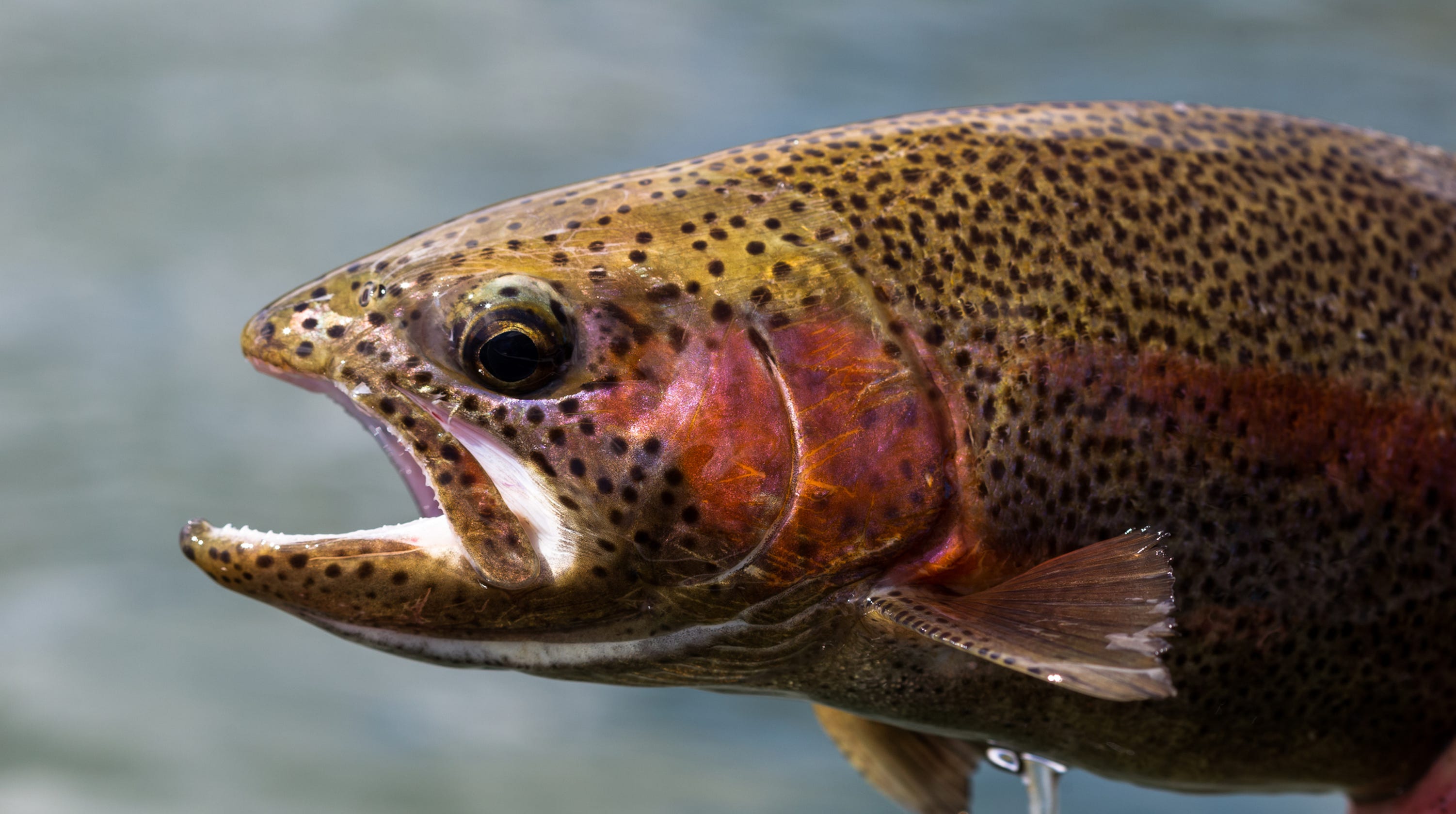 Trout Stocking Virginia - pzf6edz